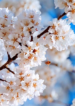Stage de printemps 1 : Hanami, fêtes des cerisiers en fleurs, du 08 avril au 12 avril 2019. Pour les enfants de 3 à 13 ans, à Soignies, dans les locaux du Quinquet ASBL