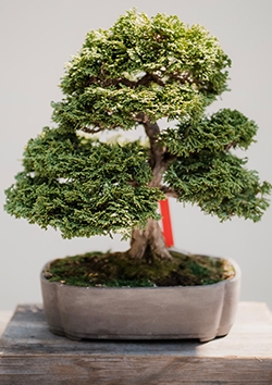 Stage de printemps 2 : Art floral et jardin japonais. Du 15 au 19 avril 2019 pour les enfants de 9 à 13 ans, à Soignies